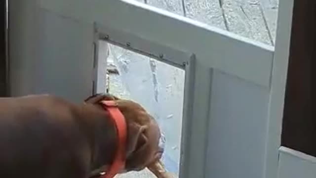 Dog Door Stick Struggles