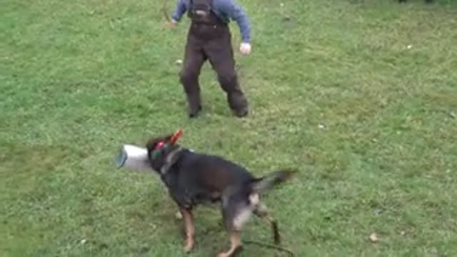 Christmas obedient protection dog training