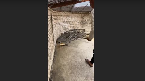 Crocodiles farm visit