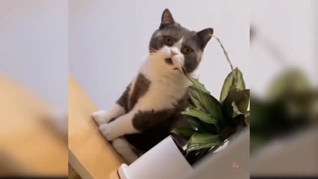 Cute kittens and cats videos compilation--5