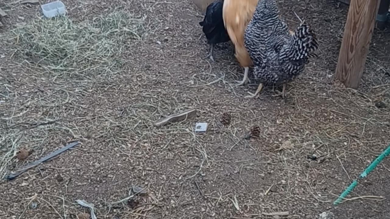 Chicken fight!