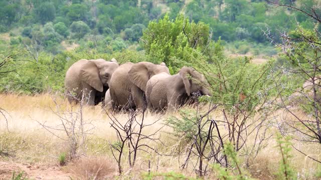 How to elephants relationship with friendsship 🙋💓