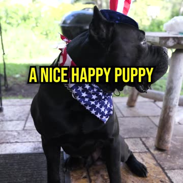 3 Pro Tips to Keep Your Dog Calm During Fireworks