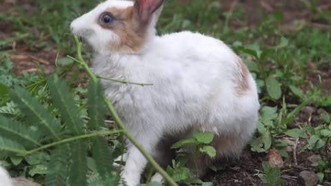 Rabbit eating plants