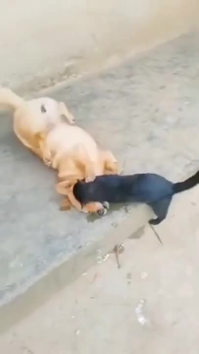 Funny Cat vs Dog Fight Videos | Epic Battle | #shorts