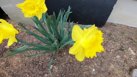 Daffodils