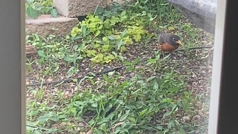 Robin feeding in the yard