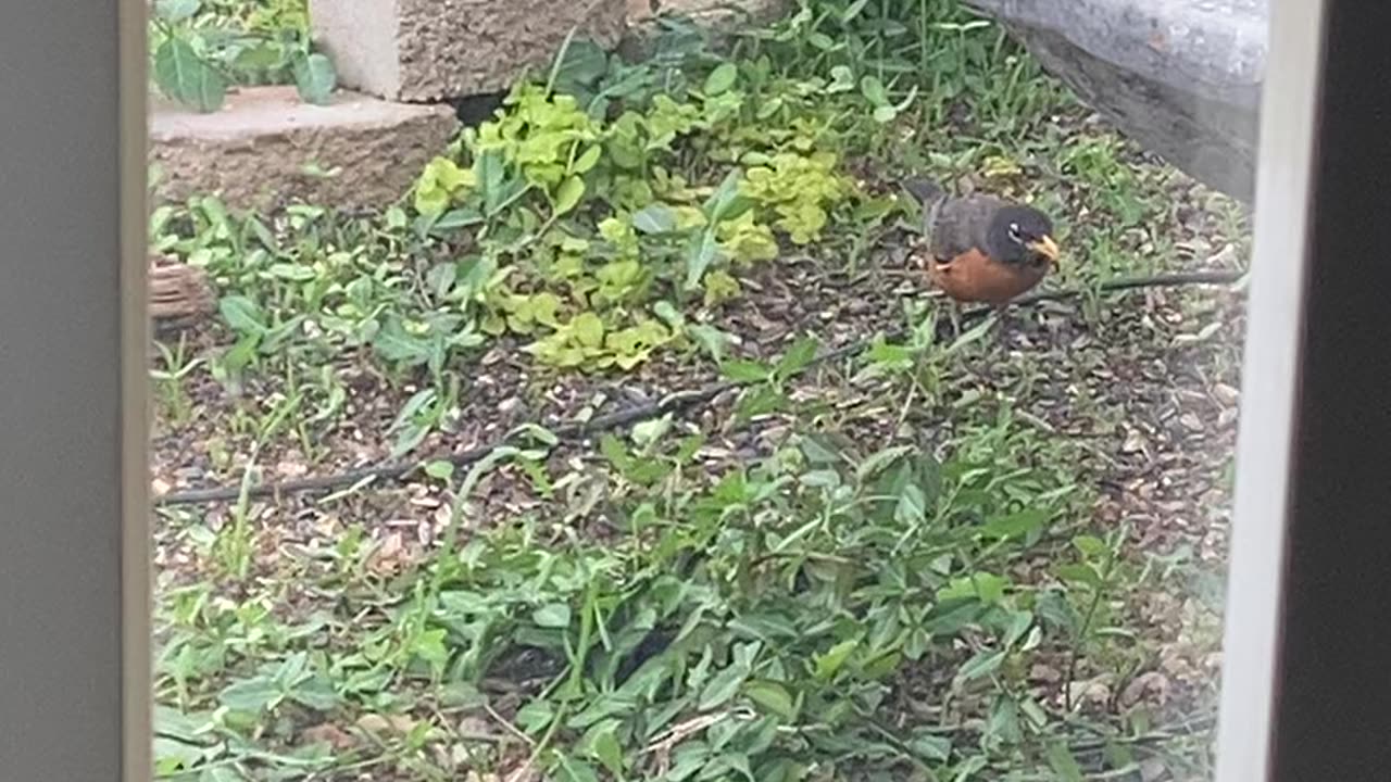 Robin feeding in the yard