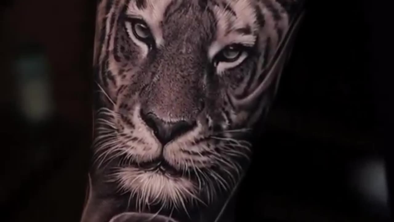 BEAUTIFUL Tiger tattoo done by Jose Contreras in TEXAS!