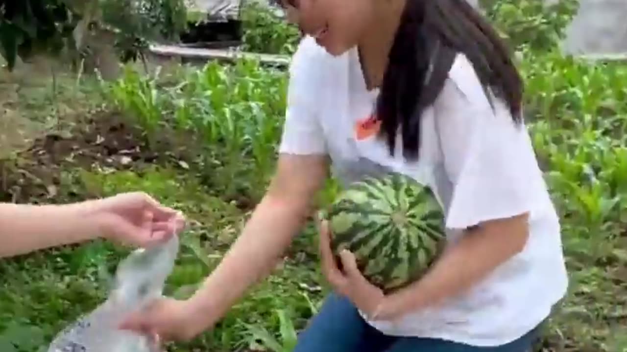 A story of watermelon i funny video