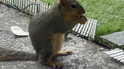 Content creator finds peace in friendship with neighborhood squirrels