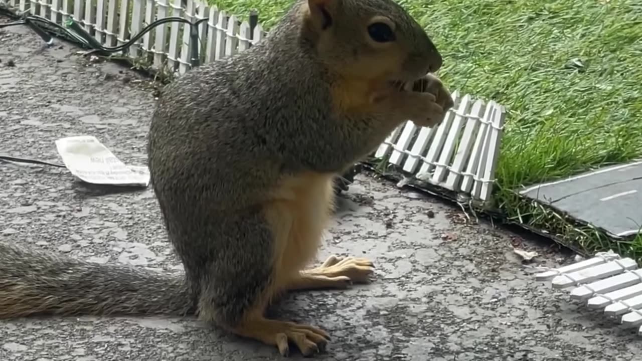 Content creator finds peace in friendship with neighborhood squirrels