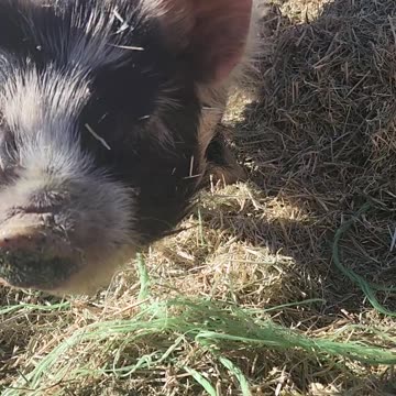 #vlogmas2023 #vlogmas23 Meet the Piglets on the homestead @KrisAndLarry December 1