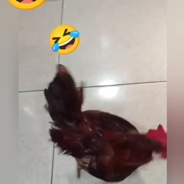 Estoque Alimentos 😄 Galo