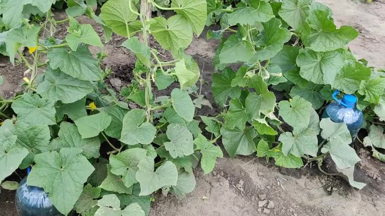 Growing CUCUMBERS Herringbone (Part 2)