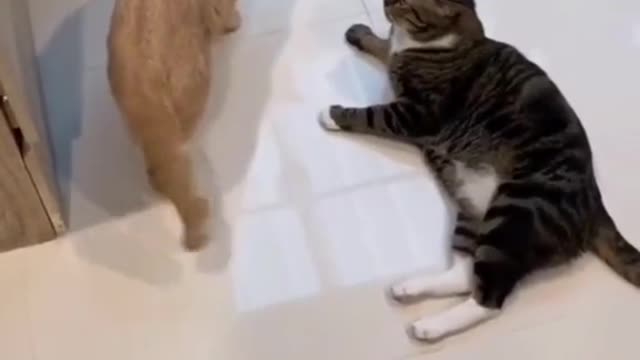 funny cat doing naughty work