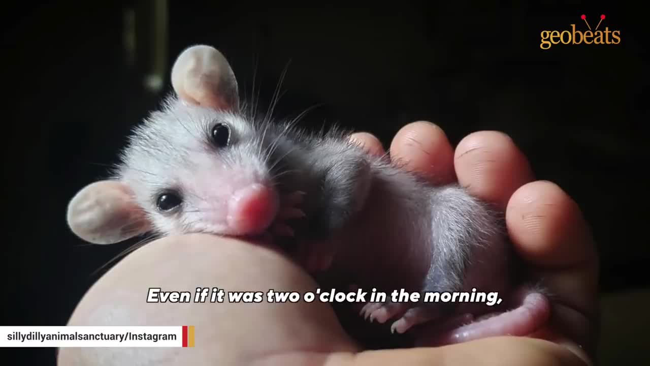 This man raised an opossum. Now he thinks they are smarter than dogs.