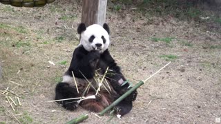 YaYa The Giant Panda Returns To China