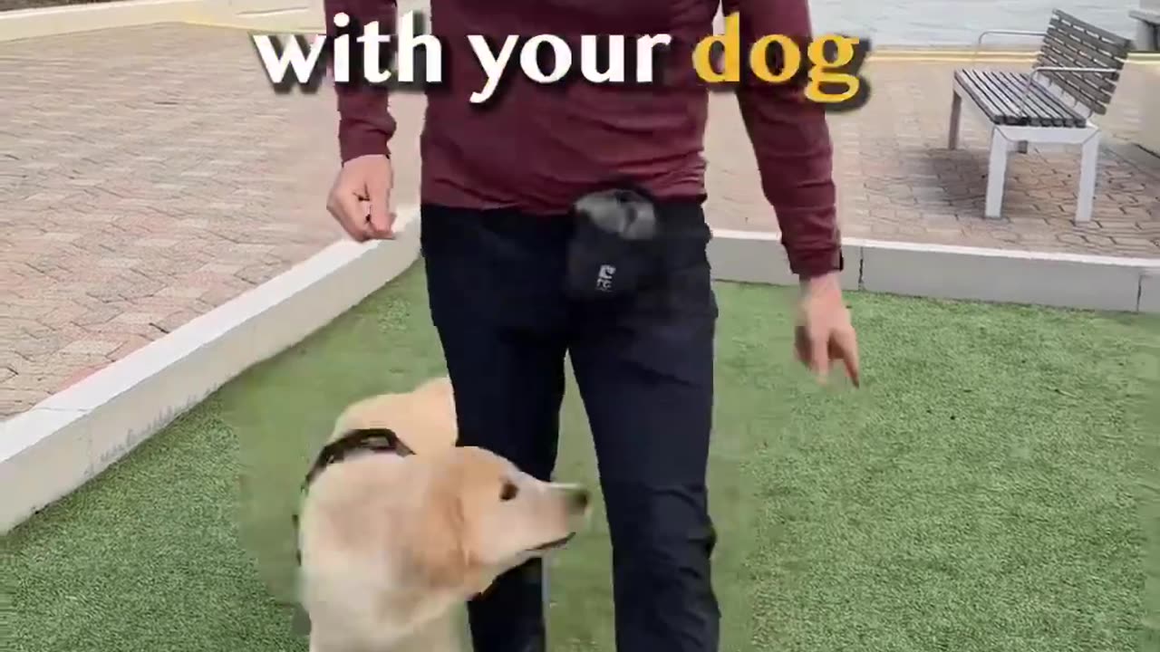 Trick training