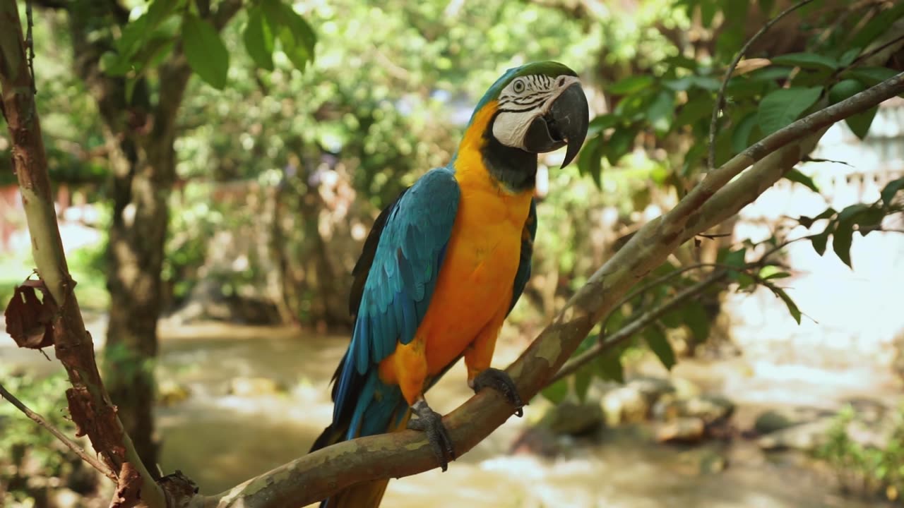 Beautiful African Parrot