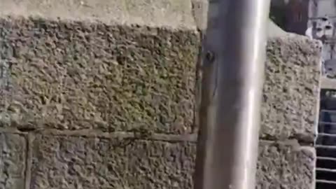 🚨 Dublin 🚨 African immigrant screaming "allahu akbar"