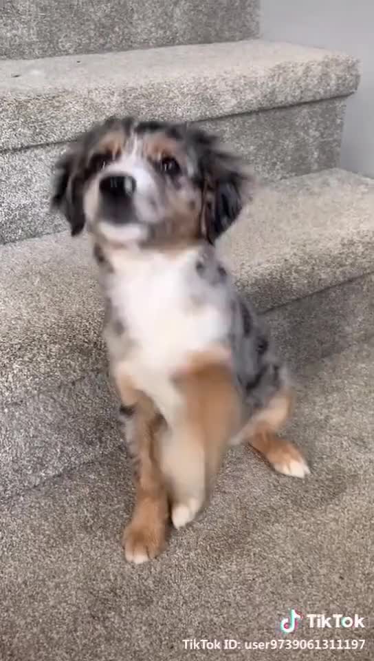 DOGS STORY VIDEO.mp4