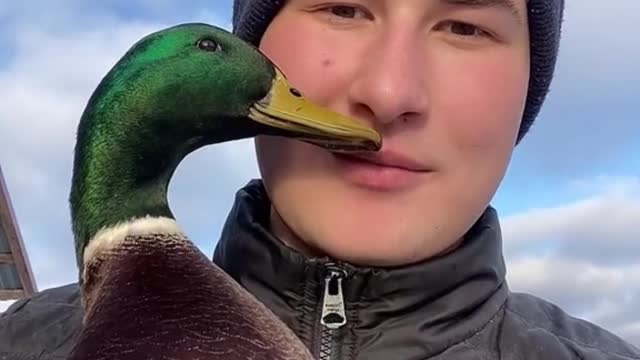 Farmer Gets Kisses From Fowl