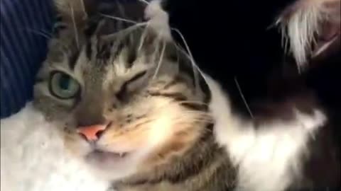 Funny animal video
