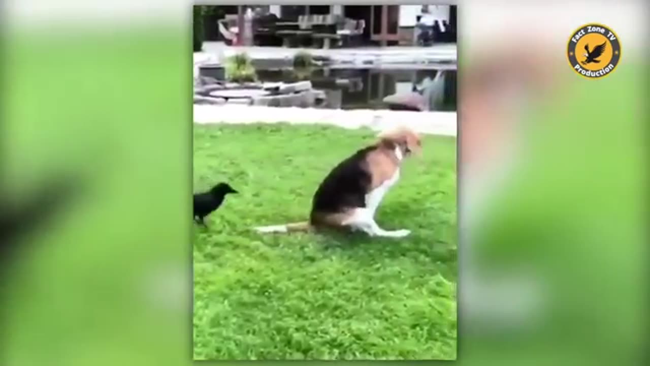 Pet goat hilariously licks salty cap after a long hi