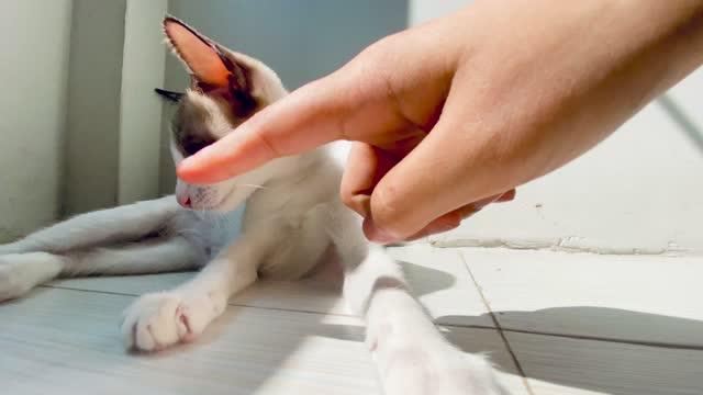Cat playing on floor