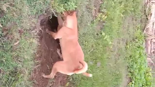 Two dogs trying to catch something