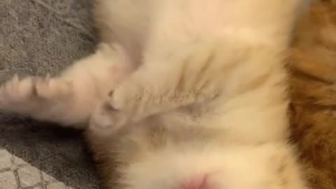 Cute Kitty