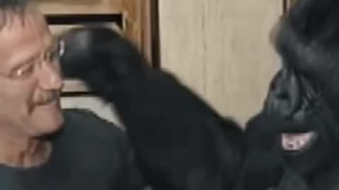 Robin Williams with gorilla Coco