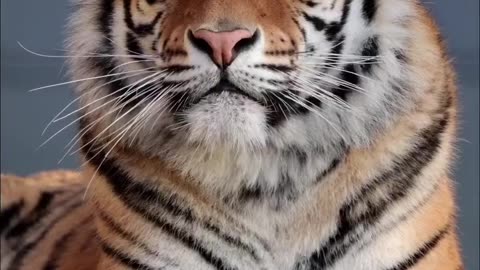 beautiful tiger🐯