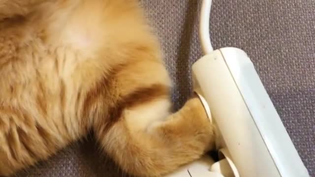 Cute munchkin baby kitten talks too much