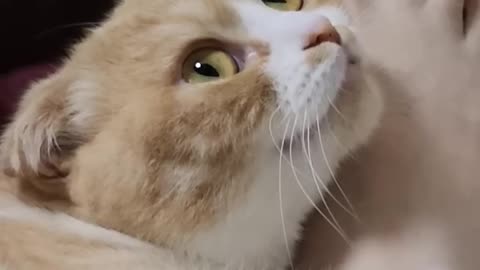 Until she bites you - 🐈