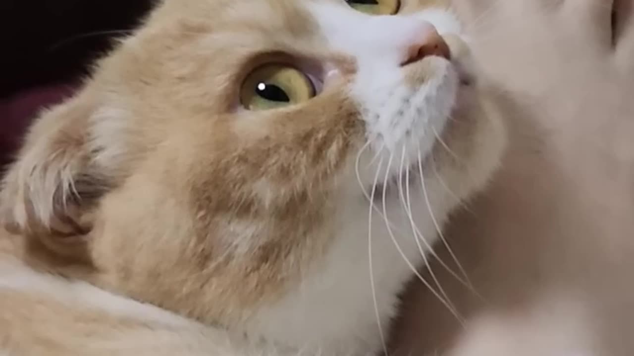 Until she bites you - 🐈