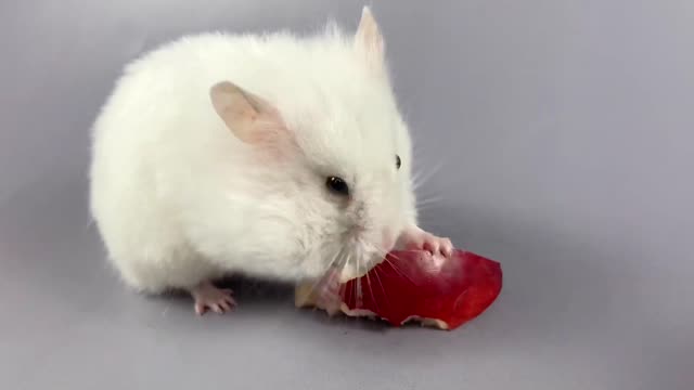 Can a hamster eat a whole big piece of an apple ❤️🐹 ASMR #10 #crunchcrunchhamster #hamster #asmr