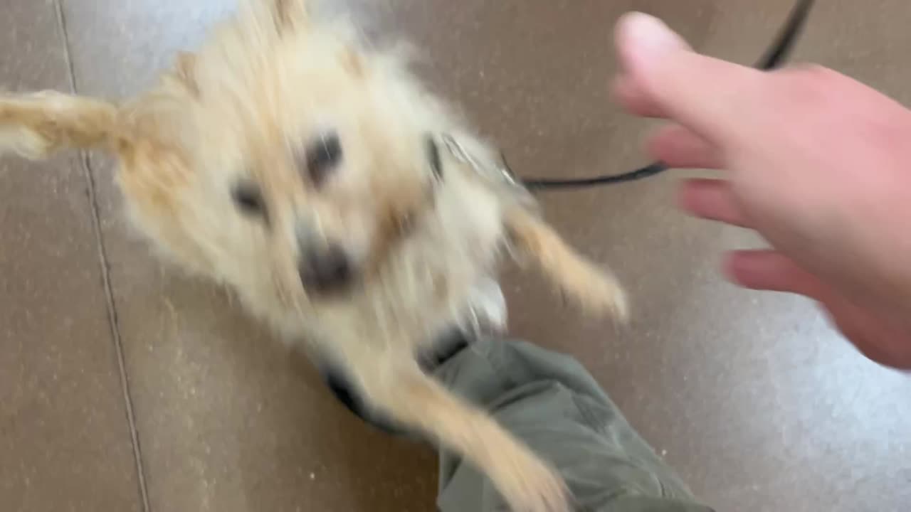 Cute Dog In Wal-Mart