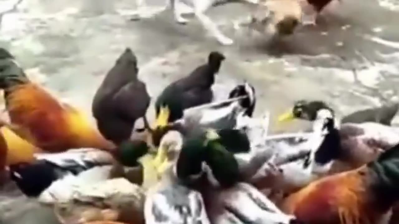 Funny Dogs Vs Chicken compilation 2023