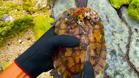 Lucky sea turtle were rescued in time to remove barnacles and the net clinging to the shell