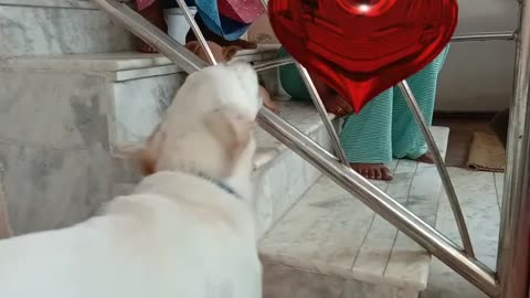 Dog and new puppy cute fight