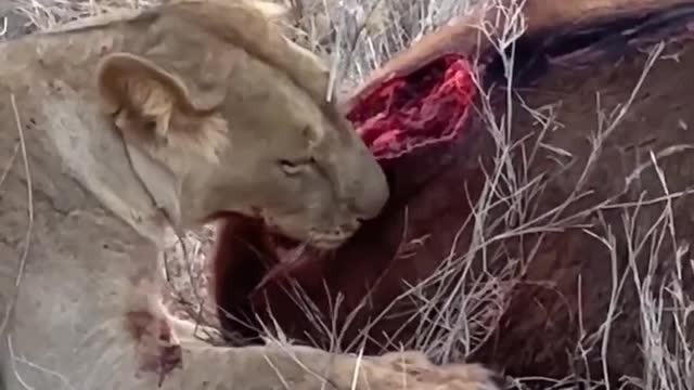 Lion chews helpless deer alive