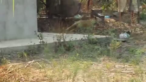 Very funny, look at the dog, what he would do with the imaginary tiger in the street