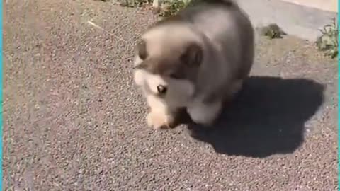 Dog Woof World