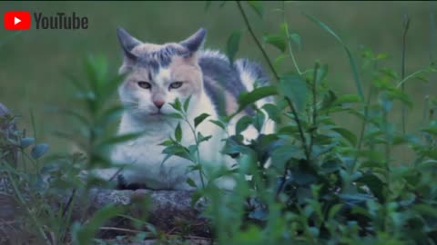 sleeping cat very cute #cat #naturefreesk #jangal #dog #nature #news