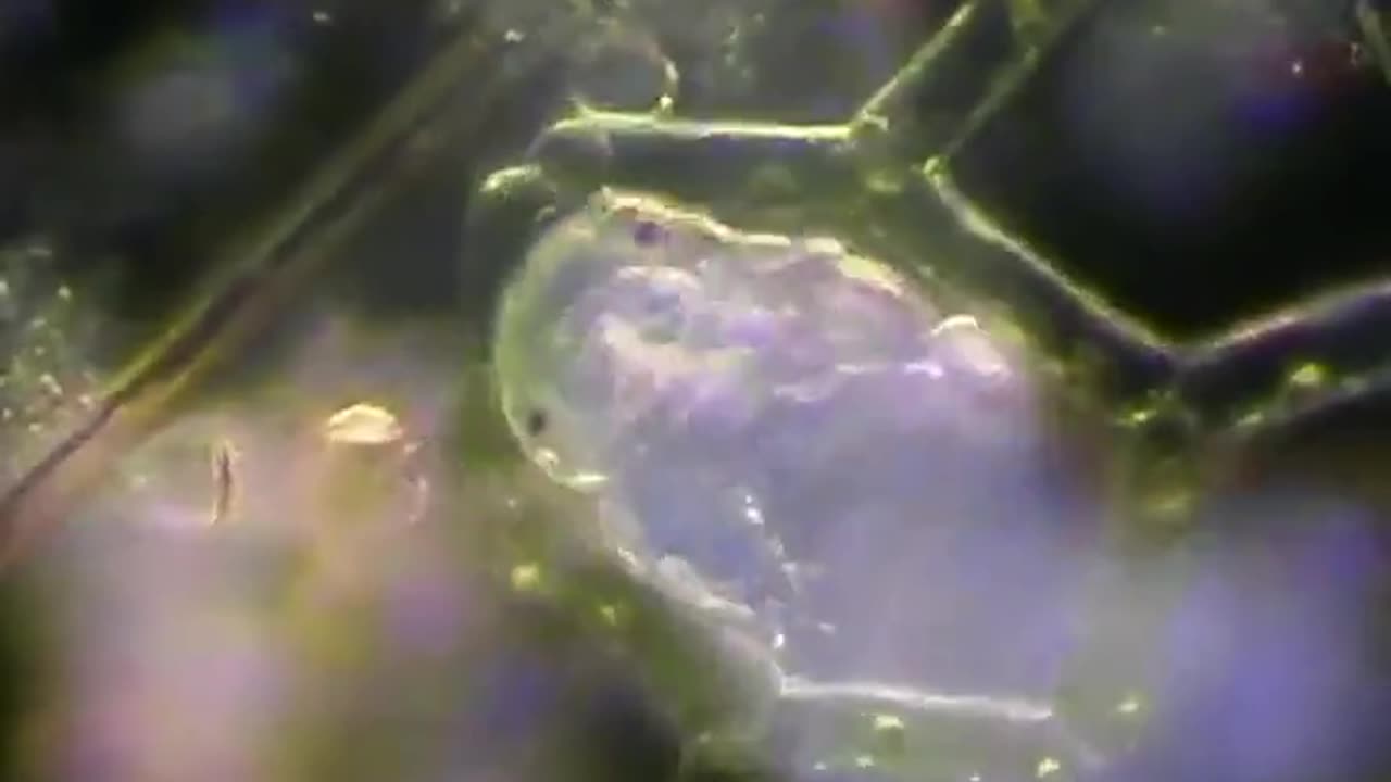 A microscopic tardigrade going for a stroll through some algae.