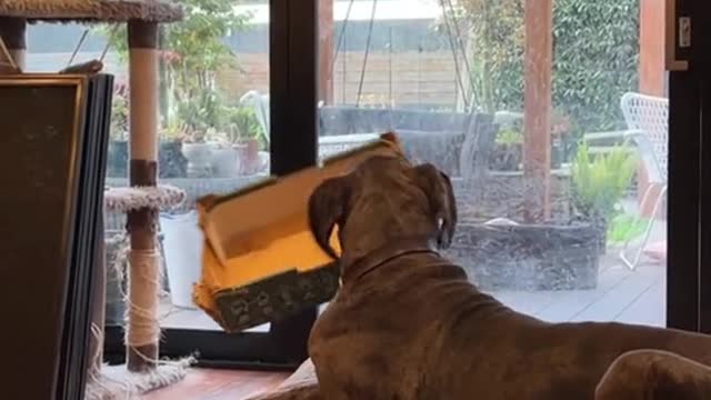 Why do dogs always prefer the boxes you bring home and not the expensive toys