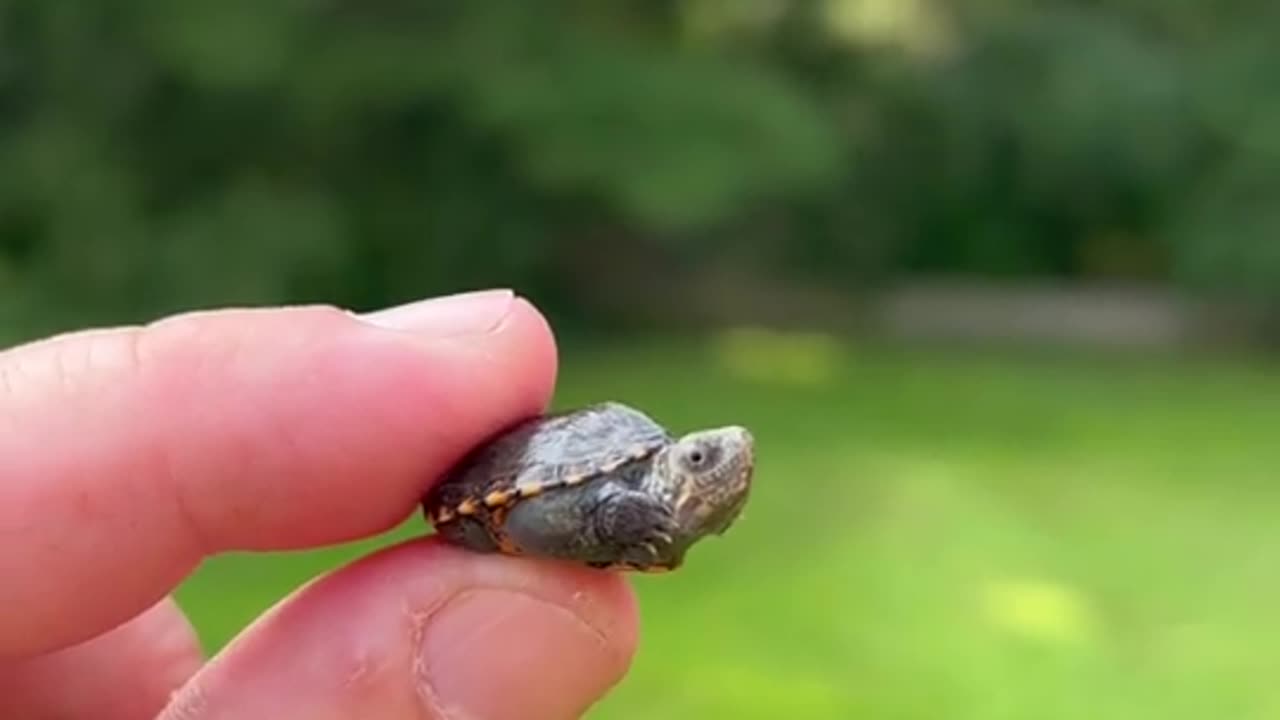 Smallest turtle 🐢🐢 in the world