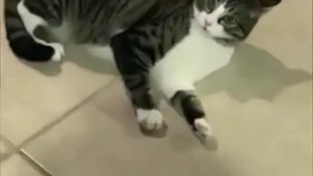 Catnip is one hell of a drug